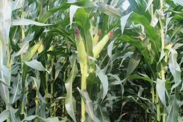 天紫23玉米种子介绍，该品种喜肥水的特点插图2