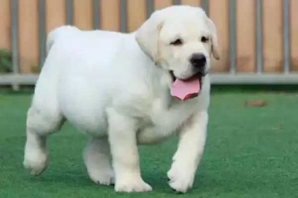 拉布拉多幼犬饲养指南，少量多餐喂食原则要点解读插图5