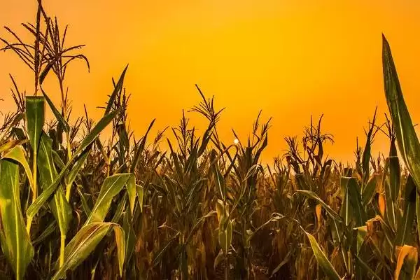 农科糯387玉米品种特性解读，增钾肥防病虫害成关键插图1