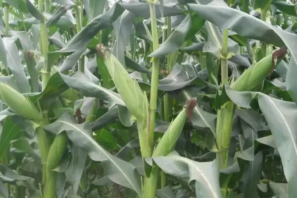 洰丰189玉米品种亮相,适宜密度5000株/亩左右数据公布插图1 洰丰189玉米品种亮相,适宜密度5000株/亩左右数据公布插图1