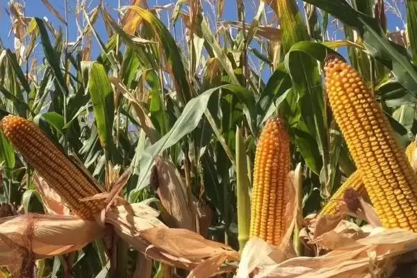 凯地2505玉米种登场，普通玉米品种定位要点公布插图4