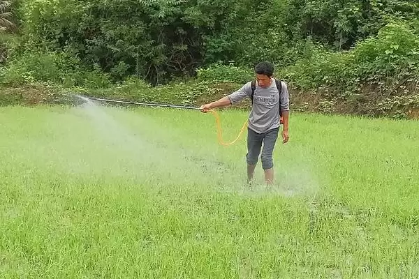 如何正确使用吡嘧磺隆,水稻幼苗期药害及使用要点插图1 如何正确使用吡嘧磺隆,水稻幼苗期药害及使用要点插图1