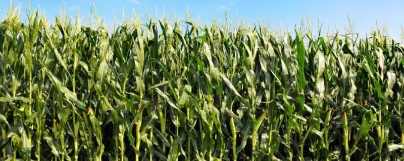 茂育6号玉米种登场,播种前包衣防地下害虫要点-会东网