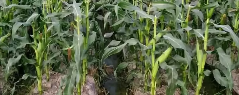 良玉818号玉米种子登场，中抗茎基腐病特性要点公布-会东网