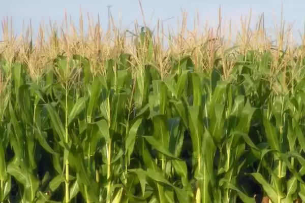 太育9号玉米种子有啥特点？注意防治矮花叶病要点插图3