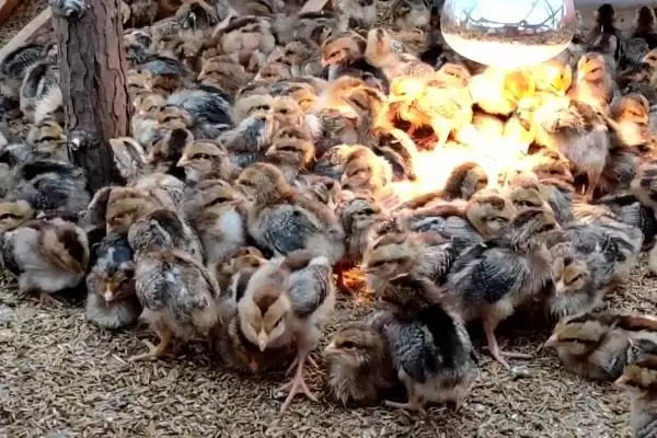 饲养小鸡的食物选择，小米、青菜、小虫均可饲喂的多样选择插图3