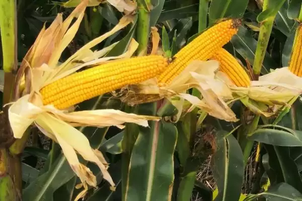 绥科玉702玉米种子介绍，在适应区4月30日左右播种插图3