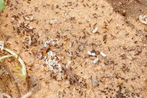 如何永久去除蚂蚁,喷洒肥皂水灭除蚂蚁要点插图1 如何永久去除蚂蚁,喷洒肥皂水灭除蚂蚁要点插图1