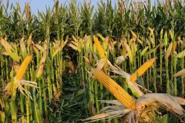 赛德7号玉米种子介绍,4月下旬至5月上旬适宜播期的确定插图1 赛德7号玉米种子介绍,4月下旬至5月上旬适宜播期的确定插图1