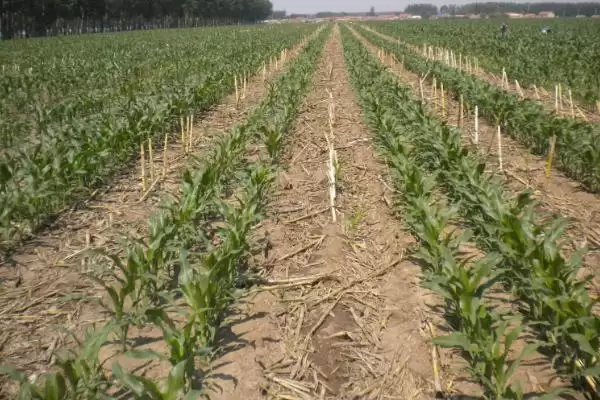 京科青贮568玉米种子特性曝光，夏播青贮玉米品种定位要点公布插图3