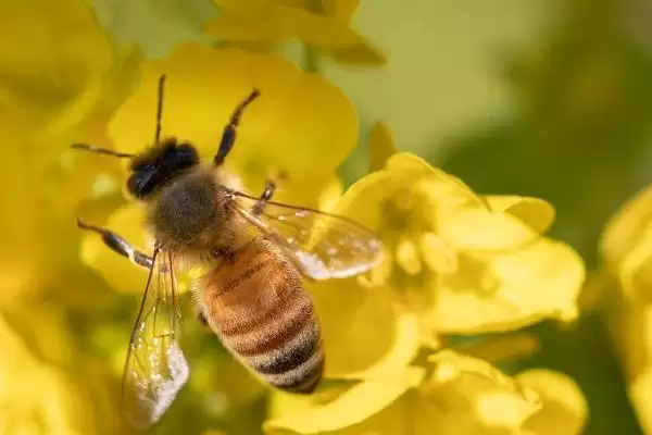 蜜蜂种类大盘点,全球约40种蜜蜂种类全解析插图3 蜜蜂种类大盘点,全球约40种蜜蜂种类全解析插图3