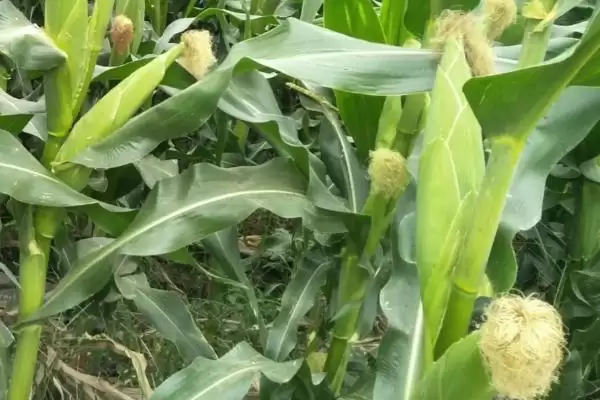 九久黑糯玉米品种登场，4月下旬至5月上旬播种时间公布插图3