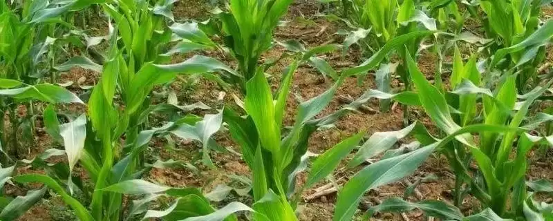 菊城8号玉米种子特性揭秘，苗期防蚜虫及灰飞虱危害要点解读-会东网