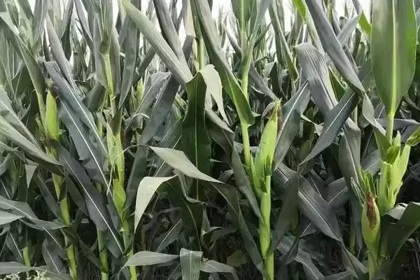 普玉366（试验名称：普玉366）玉米种子特征特性，高抗大斑病的强大抗病力插图2