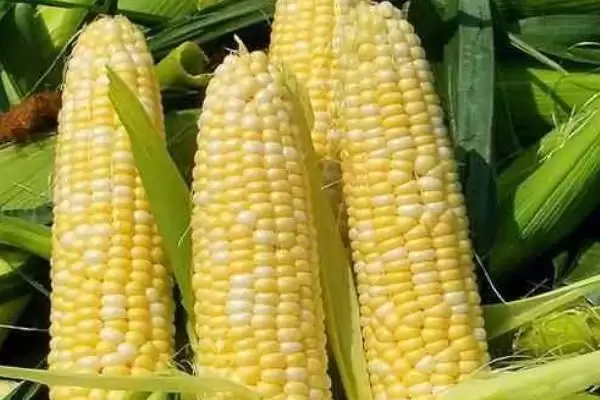 蠡玉35玉米种子特性揭秘，防治弯孢菌叶斑病要点深度解读插图3