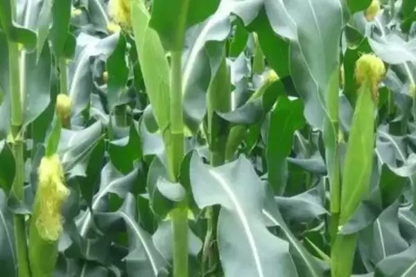 龙作1号玉米种子上线,东北早熟区128天成熟时长曝光插图1 龙作1号玉米种子上线,东北早熟区128天成熟时长曝光插图1