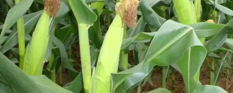 明玉19玉米品种特性揭秘，中抗大斑病(1-5级)优势-会东网