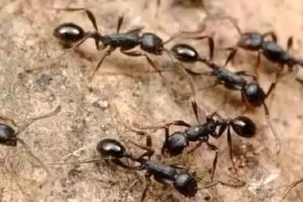 如何永久去除蚂蚁,喷洒肥皂水灭除蚂蚁要点插图2 如何永久去除蚂蚁,喷洒肥皂水灭除蚂蚁要点插图2