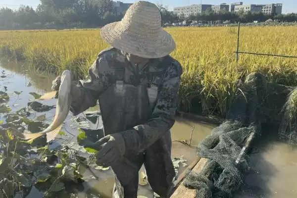 罗非鱼养殖模式揭秘,四种模式任选要点解读插图2 罗非鱼养殖模式揭秘,四种模式任选要点解读插图2