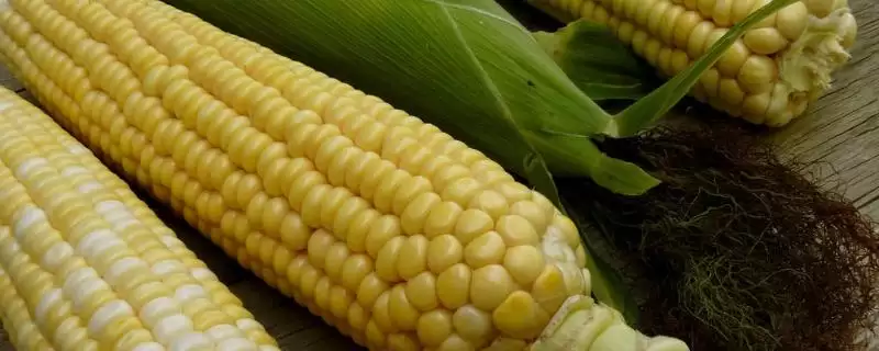 胜玉303玉米种子简介，3500－4000株／亩密度的选择依据-会东网