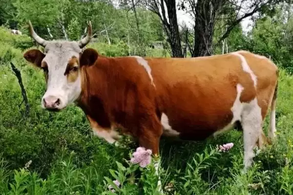 牛不爱吃草食欲不振原因解析,找准原因是关键插图1 牛不爱吃草食欲不振原因解析,找准原因是关键插图1