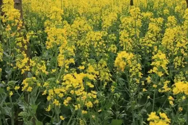 立秋后农作物种植揭秘，油菜、红菜苔、萝卜等推荐解读插图1