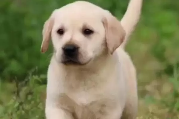 拉布拉多幼犬饲养指南，少量多餐喂食原则要点解读插图4