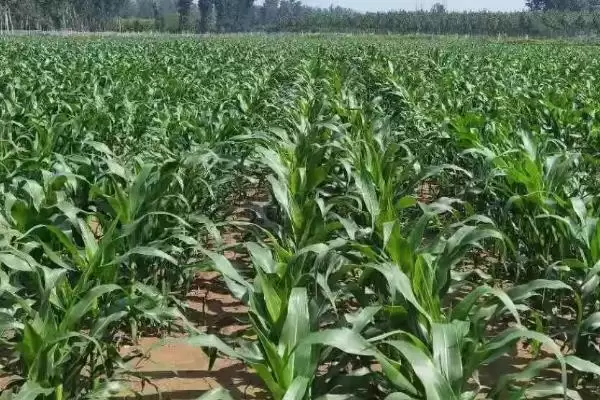 名玉30玉米种子登场，高抗茎腐和小斑病优势插图3