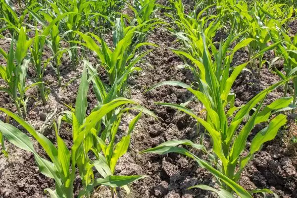 赛德7号玉米种子介绍,4月下旬至5月上旬适宜播期的确定插图2 赛德7号玉米种子介绍,4月下旬至5月上旬适宜播期的确定插图2