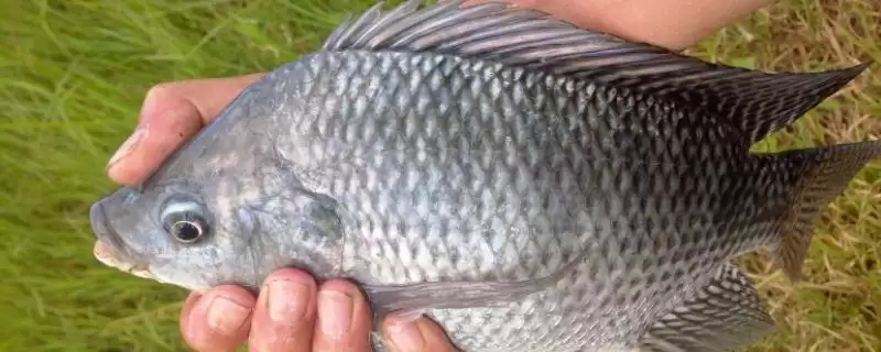 罗非鱼垂钓方法揭秘，手竿海竿作钓要点全解析-会东网