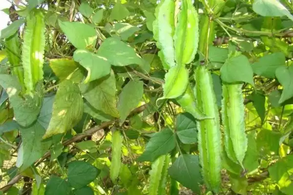 植物分为哪两个大类(植物分为种子植物和孢子植物)？插图5