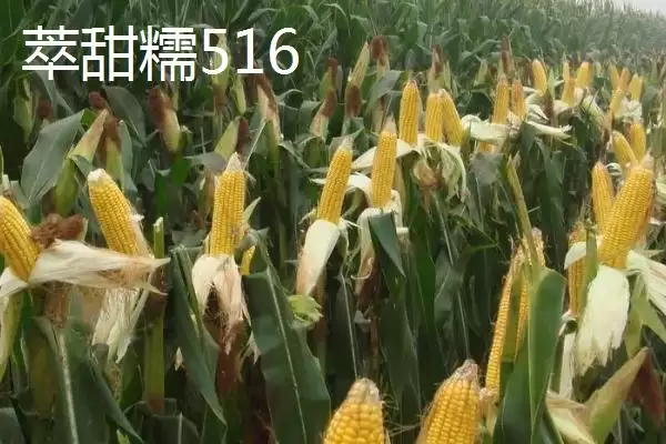 适合江苏种植的玉米品种，常见4种品种的详细介绍插图1
