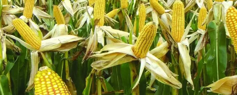 太育9号玉米种子有啥特点？要求土壤肥力中等以上-会东网