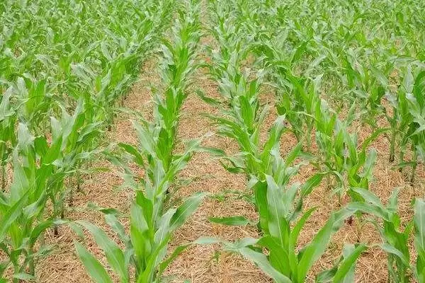 群玉一号玉米种子介绍,中抗锈病能力展现插图1 群玉一号玉米种子介绍,中抗锈病能力展现插图1