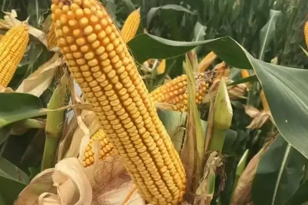 强盛219玉米种子简介,春播4月末-5月初适宜播期的确定插图2 强盛219玉米种子简介,春播4月末-5月初适宜播期的确定插图2