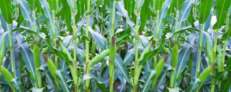 鹏玉16玉米品种有啥特性？幼苗期叶鞘紫色解析-会东网