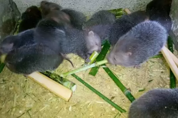 竹鼠怎么养殖(竹鼠养殖每天要按时投喂容易消化的饲料)？插图6