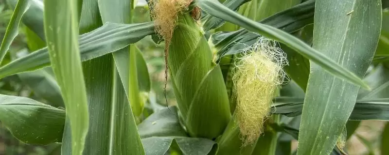 盛馨946玉米种子特征特性，在区试3000株／亩密度下的生长情况-会东网