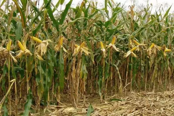 瑞丰319玉米种子简介，中抗小斑病能力体现插图3