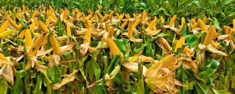 瑞佳甜1号玉米种子介绍，两年区试平均生育期90天左右生长周期-会东网