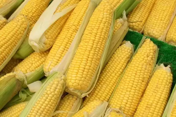 伟科908玉米品种有啥特性？中抗禾谷镰孢穗腐病插图1