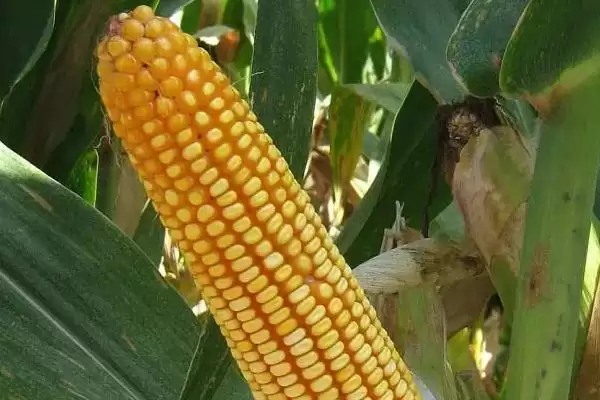 师单18号玉米种子介绍，苗期每亩施用尿素10公斤的施肥要点插图1