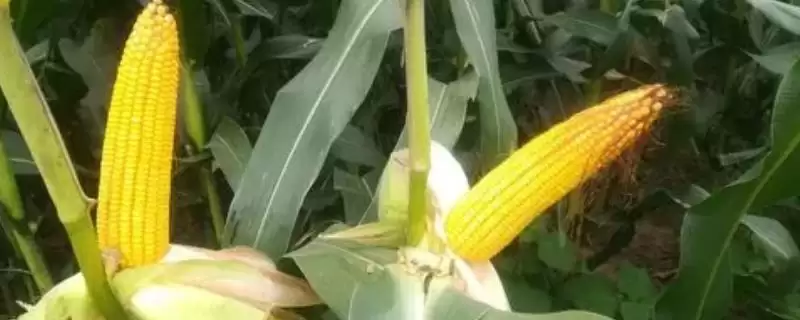 优迪617玉米种的特征特性(优迪617玉米种特性如何)？-会东网