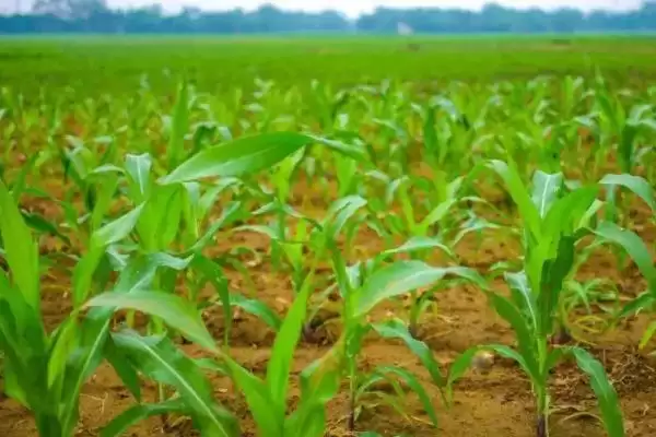 盛和319玉米种简介，中抗丝黑穗病的能力体现插图2