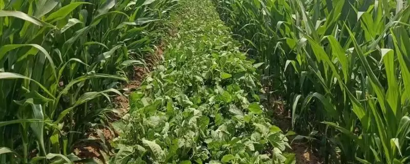 洮玉7538玉米种子啥特性？基肥每亩施磷酸二铵20千克-会东网