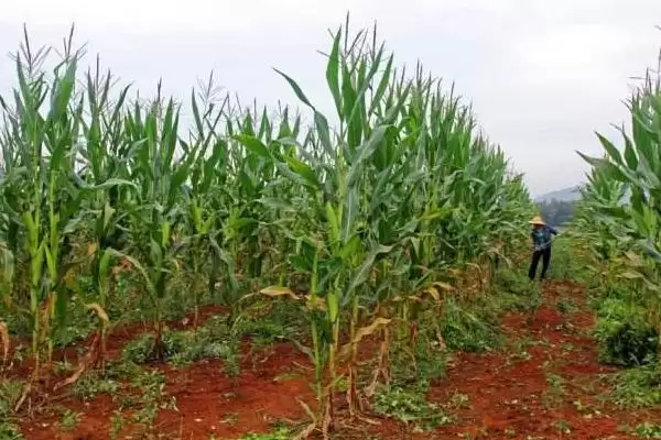 赛博188玉米品种特性，防治丝黑穗病和矮花叶病要点插图1