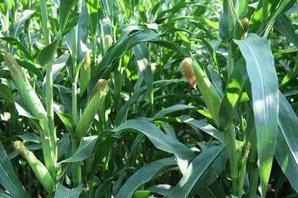 乾丰689玉米品种简介，每亩4500株种植密度的确定依据插图2