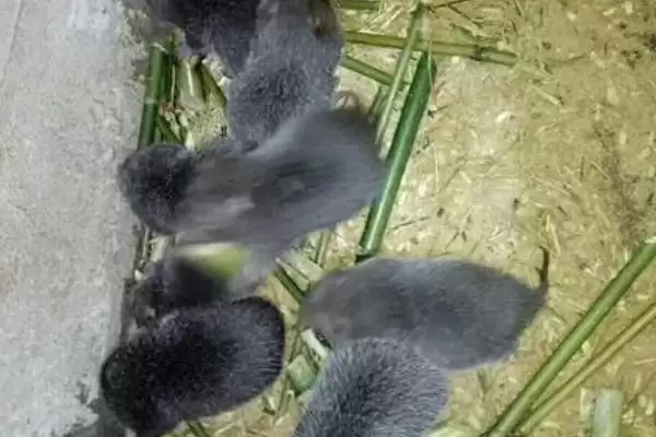竹鼠怎么养殖(竹鼠养殖幼鼠每天要投喂2次)？插图5