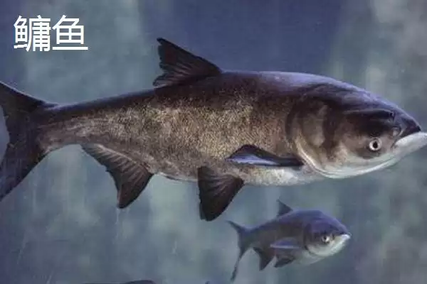 统爆鲢鳙是什么?可作为野钓鲢鳙的主攻饵插图5 统爆鲢鳙是什么?可作为野钓鲢鳙的主攻饵插图5