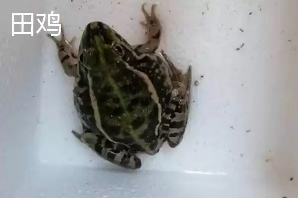 青蛙和田鸡的区别，二者均可养殖的特点介绍插图8